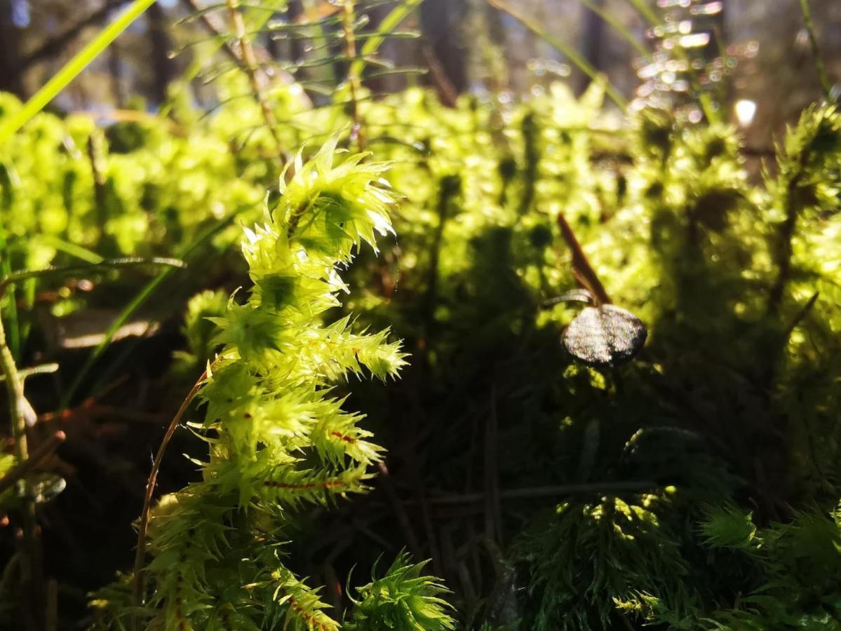 Landhotel Haeuserl Im Wald Grobming Εξωτερικό φωτογραφία